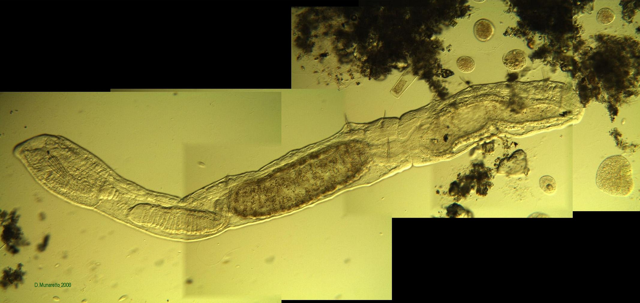 Nuovo AEOLOSOMA...senza pallini?